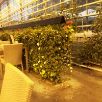 Unusual setting at Friðheimar in Selfoss