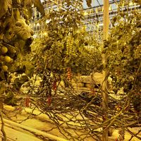 Right amongst the crop at Friðheimar in Selfoss