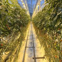 Growing tomatoes!  at Friðheimar in Selfoss