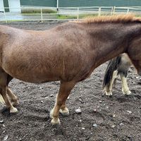 Cool Icelandic horses just out front!   at Friðheimar in Selfoss