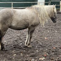   at Friðheimar in Selfoss