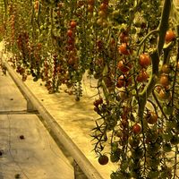   at Friðheimar in Selfoss