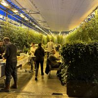   at Friðheimar in Selfoss