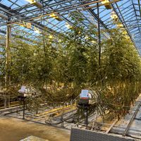   at Friðheimar in Selfoss