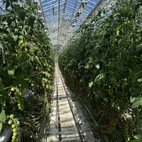 Greenhouse   at Friðheimar in Selfoss
