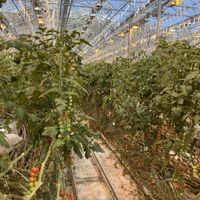   at Friðheimar in Selfoss