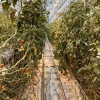   at Friðheimar in Selfoss