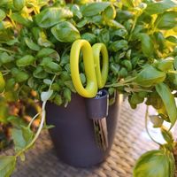  at Friðheimar in Selfoss