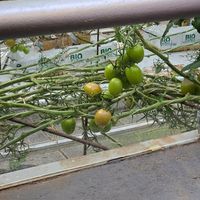  at Friðheimar in Selfoss