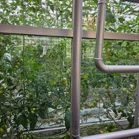  at Friðheimar in Selfoss