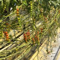   at Friðheimar in Selfoss