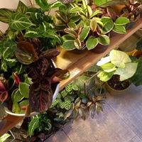 so many plants🥰 at Rooty Plant Hub in Berlin