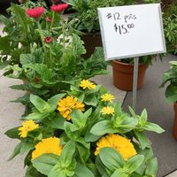 Local nurseries selling flowers at Central Park Plaza Market in Valparaiso