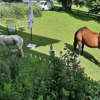Horsies 😍 at Naturhaus Lehnwieser in Ramsau Am Dachstein