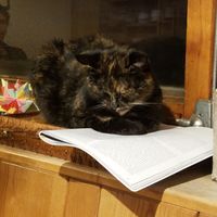 Pets everywhere😍 at Naturhaus Lehnwieser in Ramsau Am Dachstein