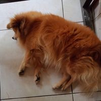 Doggo slept under my feet at Compound's Warung - In Da Compound Warung in Gianyar