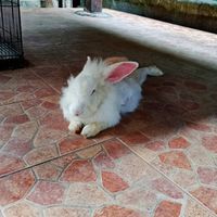 Bunny at Compound's Warung - In Da Compound Warung in Gianyar