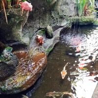 Pond at Compound's Warung - In Da Compound Warung in Gianyar