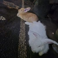  at Compound's Warung - In Da Compound Warung in Gianyar