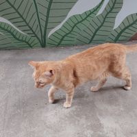 Cat garden at Gateria Cat Cafe   in Sao Paulo