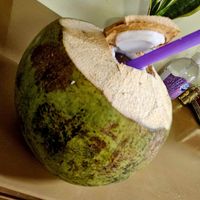 Fresh coconut at Xoi Banh Mi Kim Huong in Hanoi