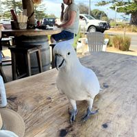 Cheeky little visitor at our table  at Chopstix  in Lorne