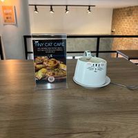   at Tiny Cat Café in Rio De Janeiro