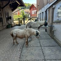   at Lebenshof TierMensch in Huentwangen