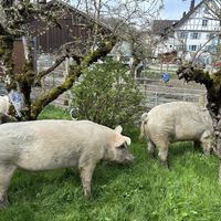   at Lebenshof TierMensch in Huentwangen