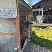   at Lebenshof TierMensch in Huentwangen