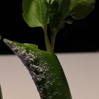 Pistazie at Essigbrätlein in Nuremberg