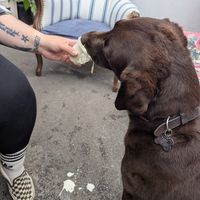 Lillie enjoying a puppacino. at The Vegan Coffi House in Aberdare