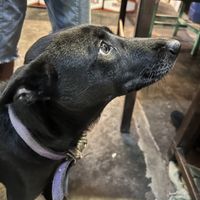   at Bula Vinaka Ubud in Ubud