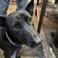   at Bula Vinaka Ubud in Ubud