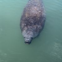 Manatee 😍  at Castaway Waterfront Restaurant & Sushi Bar in Marathon