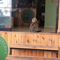  at Asian Vegan Kitchen in Istanbul