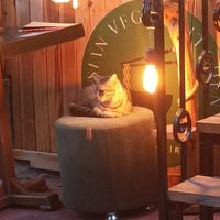  at Asian Vegan Kitchen in Istanbul