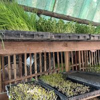 Growing their own produce  #Veganuary at Earth Tone in Pai