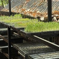 Homegrown sprouts   at Earth Tone in Pai