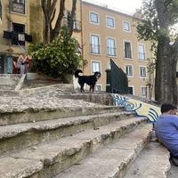 Neighbourhood dog outside The Food Temple where we sat on the steps eating our food   at The Food Temple in Lisbon