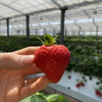 🍓   at Akiyama Gardening in Fukuoka