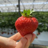Big 🍓   at Akiyama Gardening in Fukuoka