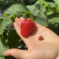 Small and big  🍓   at Akiyama Gardening in Fukuoka