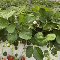 Easy to pick!  at Akiyama Gardening in Fukuoka