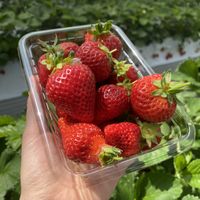 You can buy extra to take home  at Akiyama Gardening in Fukuoka