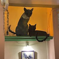 Miaow  at Viva Chapata in Madrid