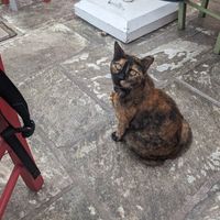 Friendly visitor at Kappos Etsi in Aegina