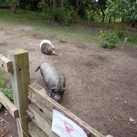 Small sanctuary at Hof Iggewarden in Butjadingen