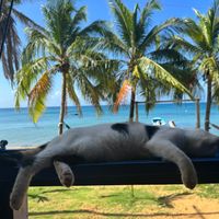 Serves meat and fish, with vegan dishes clearly marked. Restaurant is located on the main path on the west side of the island. A lively place in the evening with music. at Desideri Cucina in Corn Islands