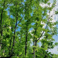   at VeganLife SoiSoi in Kyoto